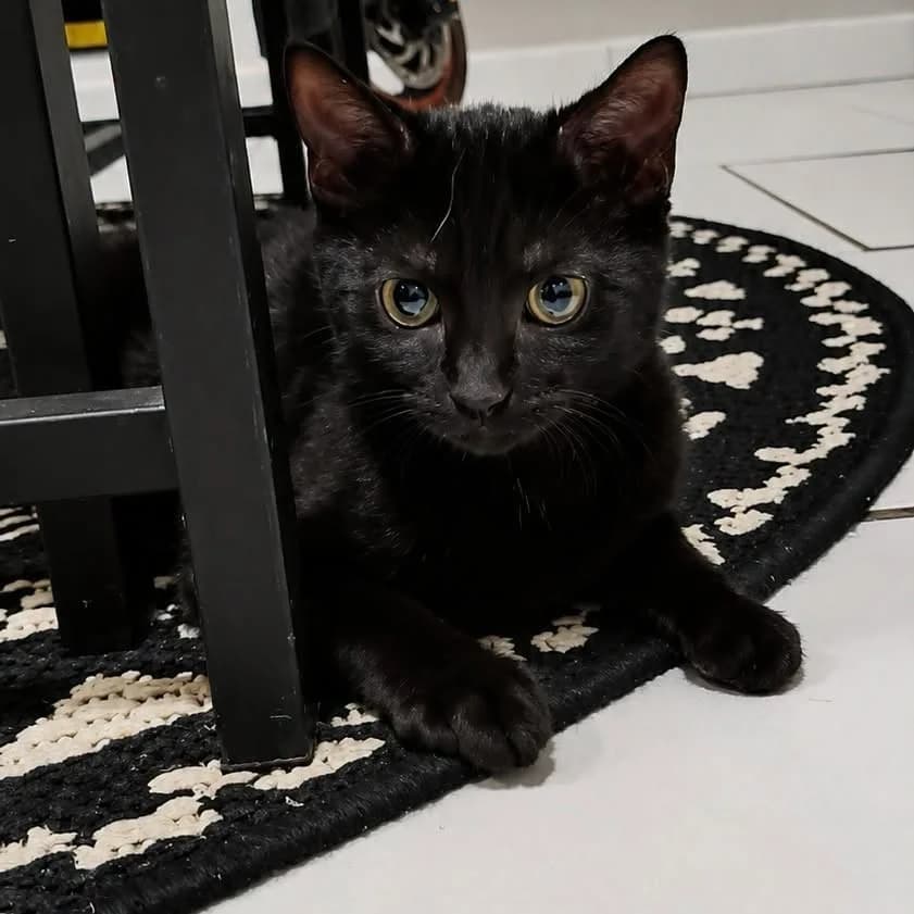 Baïa, Mixed Breed for adoption at Coeur De Chat Marly