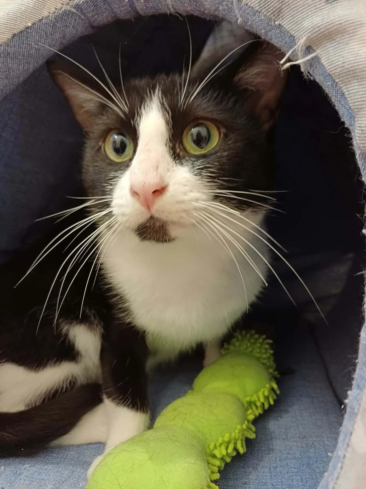 Bowie, 3yo Mixed Breed for adoption at Coeur De Chat Marly