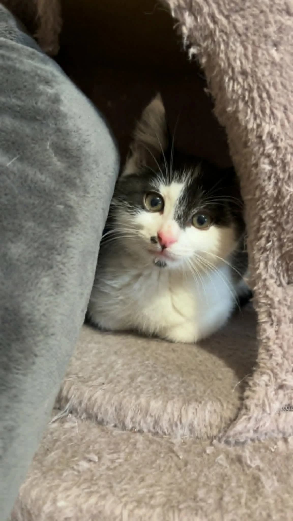 Baya, Mixed Breed for adoption at Coeur De Chat Marly