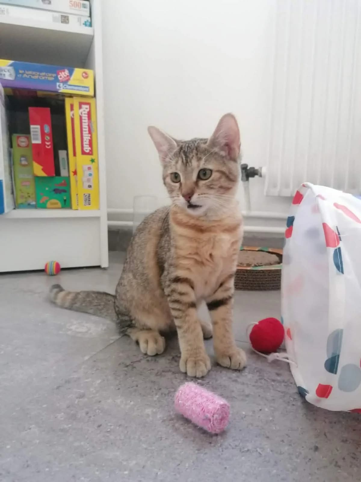 Balie, Mixed Breed for adoption at Coeur De Chat Marly