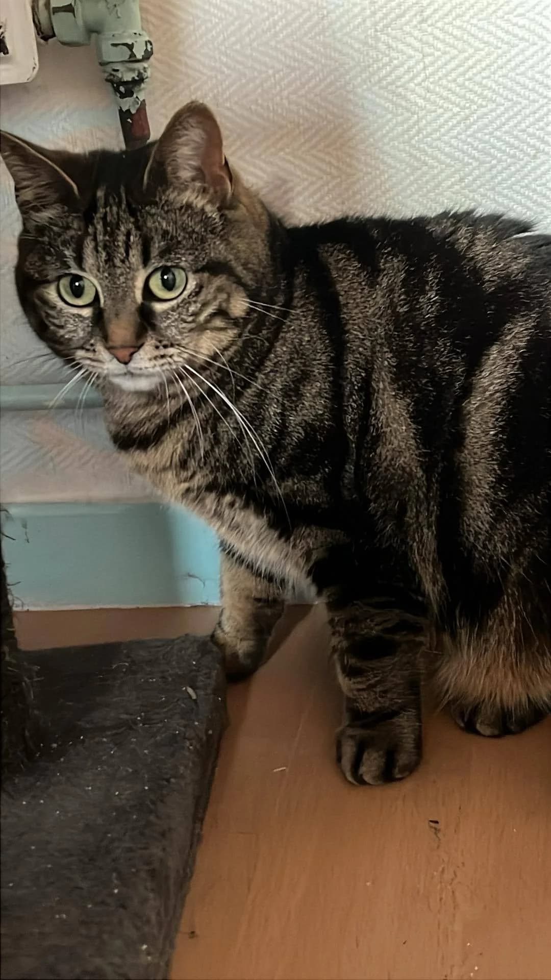 Velma, 4yo Mixed Breed for adoption at Coeur De Chat Marly