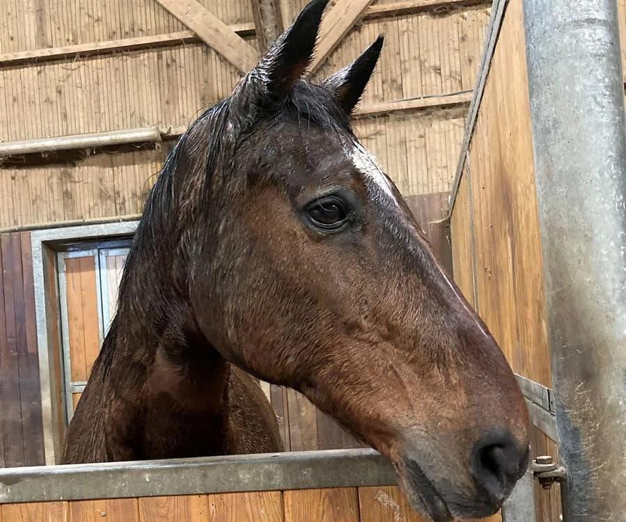 IDEAL DU HAMEL, male senior mixed breed for adoption at SPA Grand Refuge de Pervenchères, Pervencheres