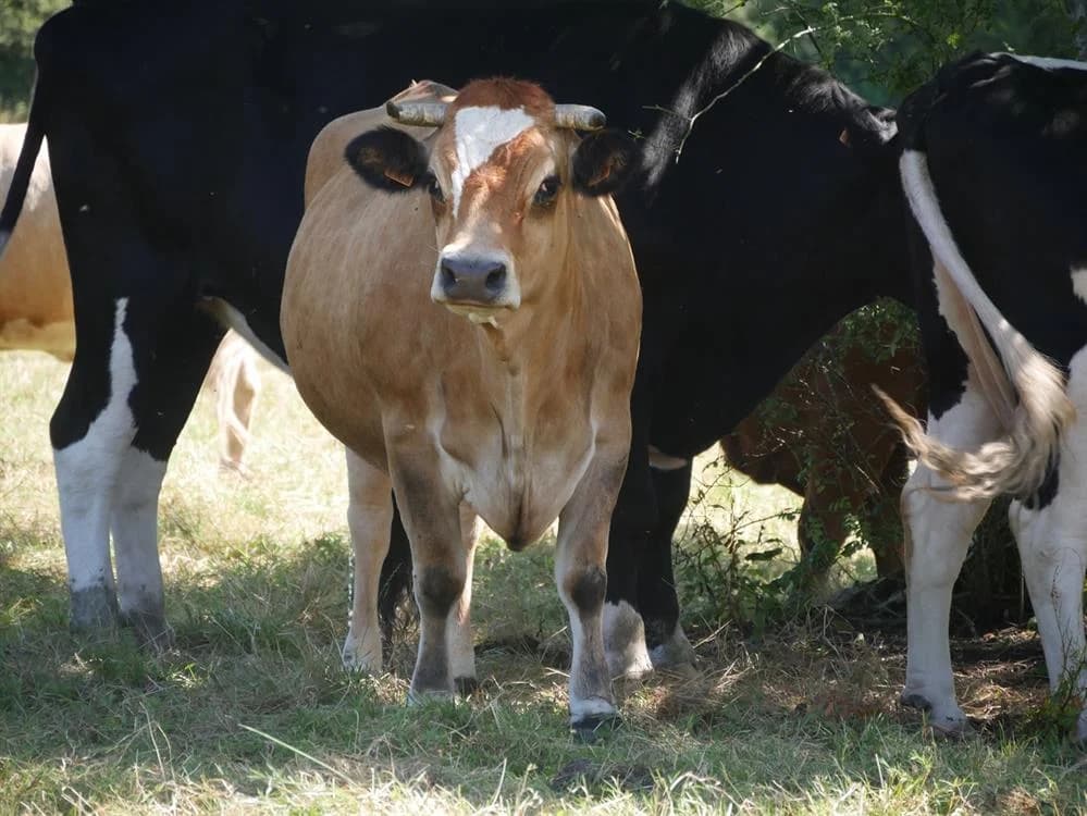 SNAKEFLY, female mixed breed for adoption at SPA Grand Refuge de Pervenchères, Pervencheres
