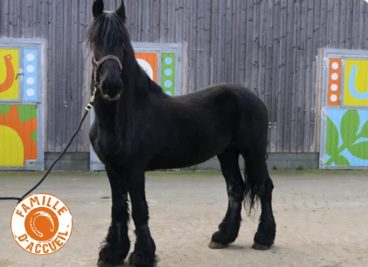 GABOR, male mixed breed for adoption at SPA Grand Refuge de Pervenchères, Pervencheres