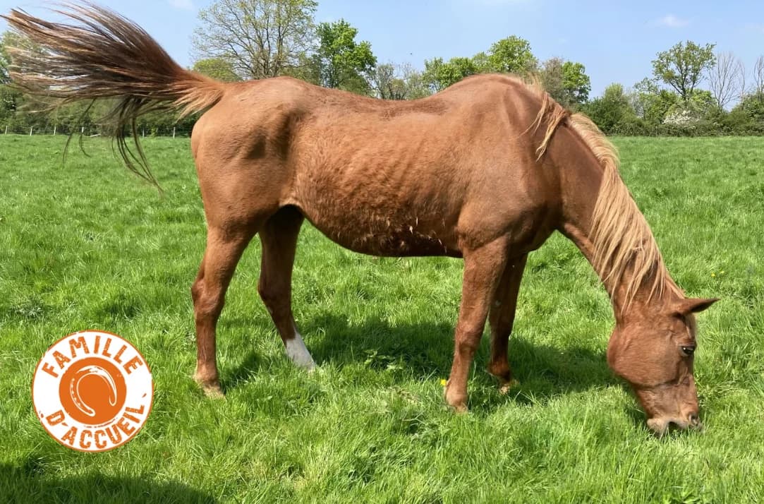 LINDY HOP DE BELNOE, female mixed breed for adoption at SPA Grand Refuge de Pervenchères, Pervencheres