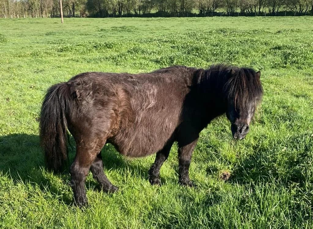 VADOR DE BELNOE, male senior mixed breed for adoption at SPA Grand Refuge de Pervenchères, Pervencheres