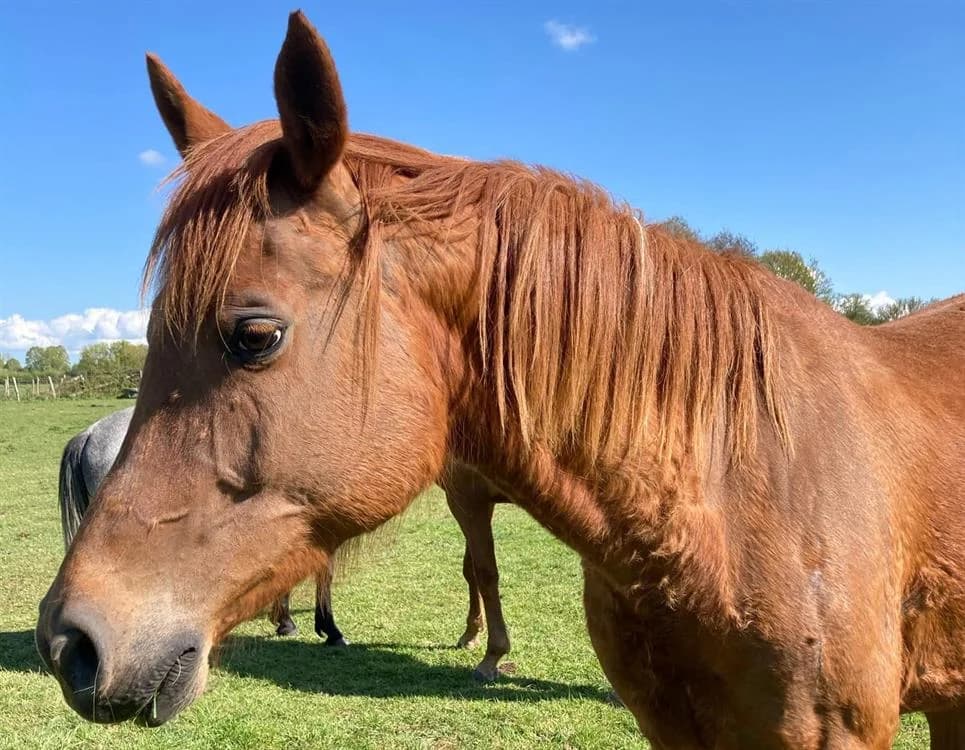 HALWAH, female senior mixed breed for adoption at SPA Grand Refuge de Pervenchères, Pervencheres