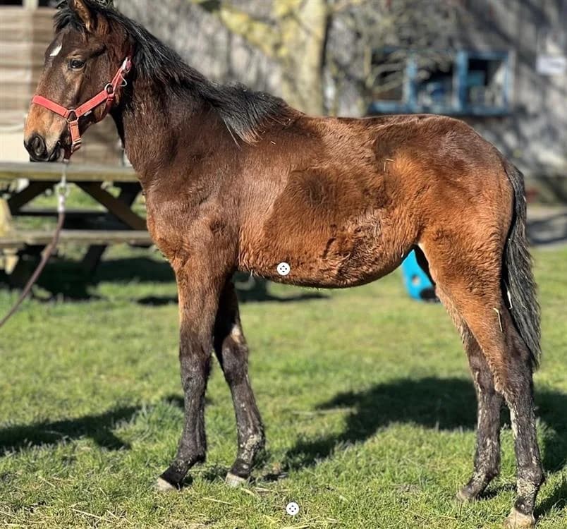 OPALE DE LA CHEVRIE, female mixed breed for adoption at SPA Grand Refuge de Pervenchères, Pervencheres