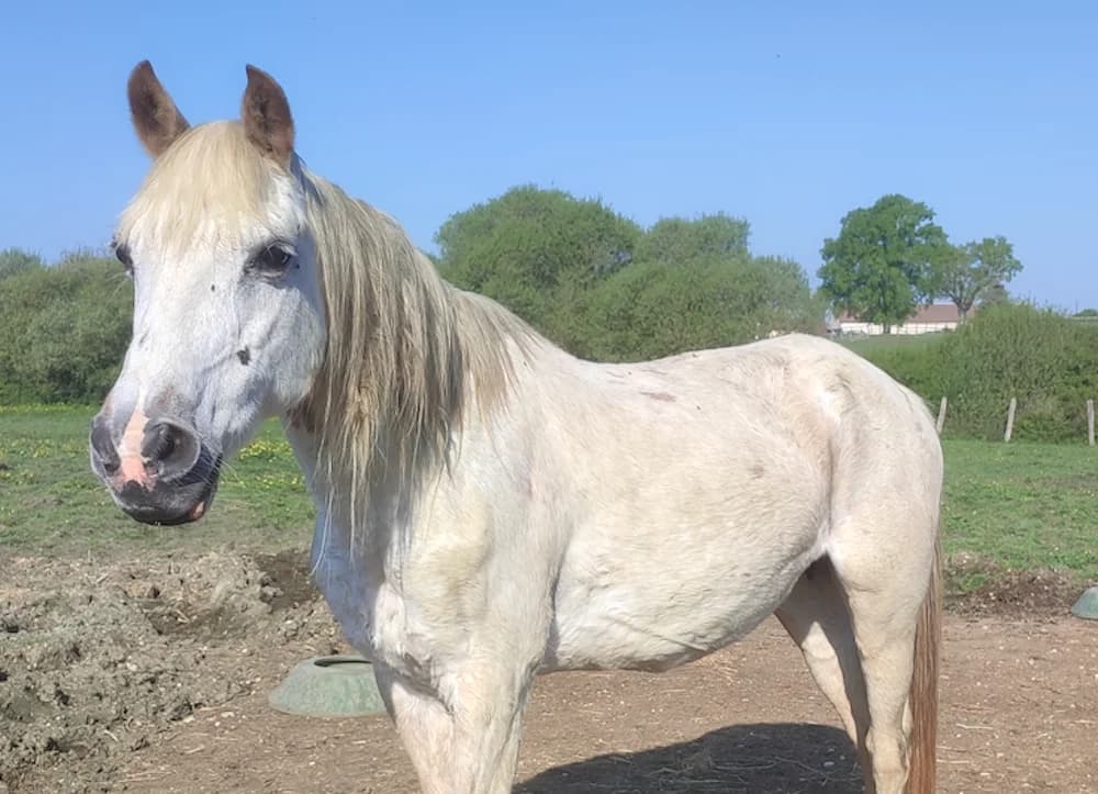 PRINCESSE D'ANGER, female mixed breed for adoption at SPA Grand Refuge de Pervenchères, Pervencheres