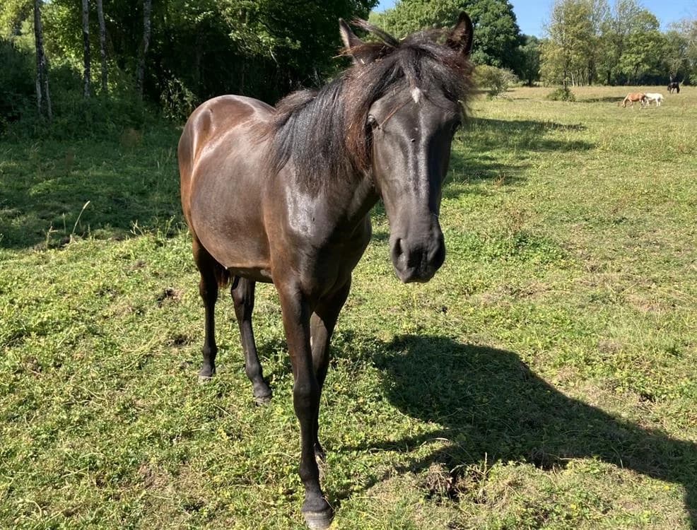 NUBA, female mixed breed for adoption at SPA Grand Refuge de Pervenchères, Pervencheres