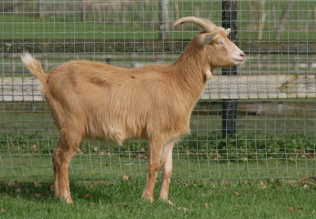 DARELLE, female mixed breed for adoption at SPA Grand Refuge de Pervenchères, Pervencheres