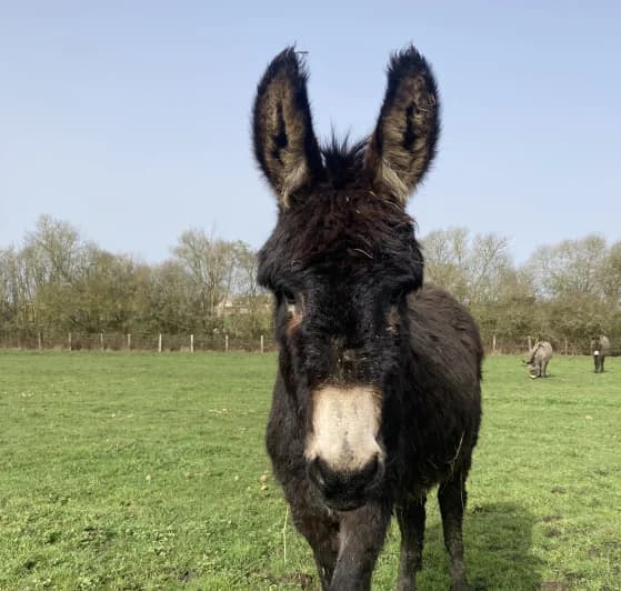 O'TAKÉ, male mixed breed for adoption at SPA Grand Refuge de Pervenchères, Pervencheres