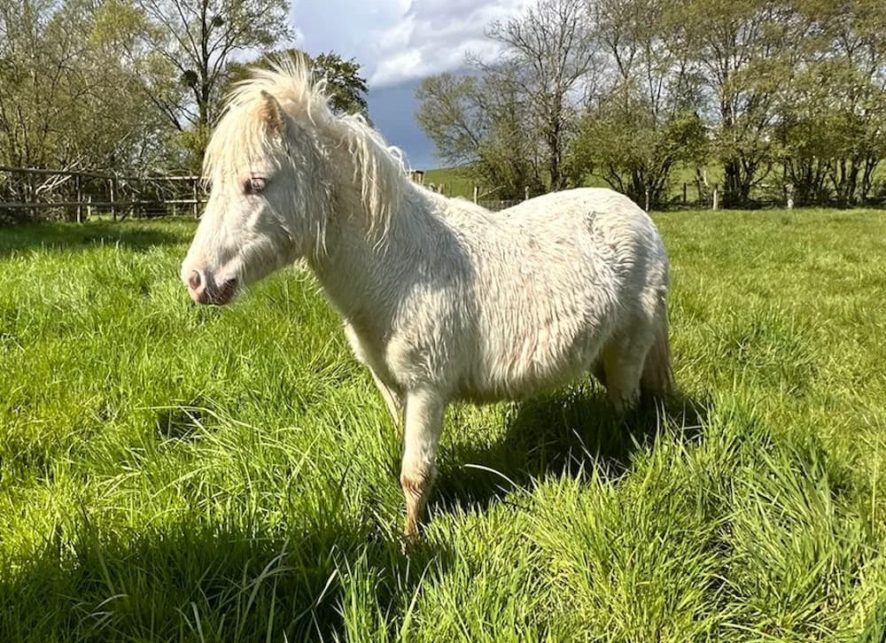 PAILLETTE, female mixed breed for adoption at SPA Grand Refuge de Pervenchères, Pervencheres