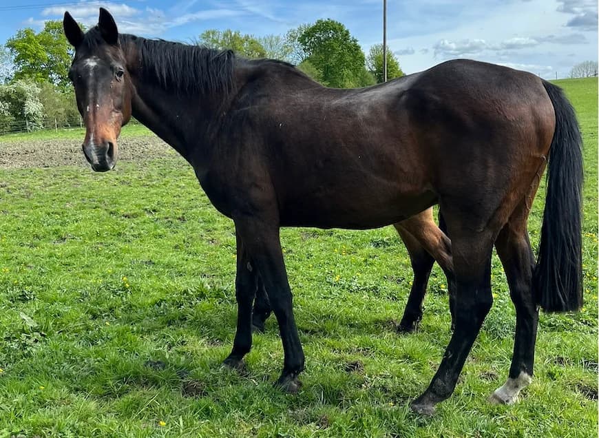 MARLON, male mixed breed for adoption at SPA Grand Refuge de Pervenchères, Pervencheres