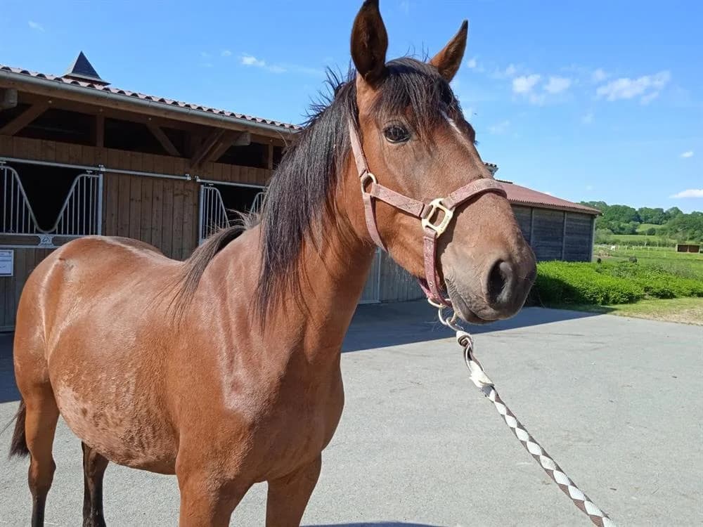GRENADE, female mixed breed for adoption at SPA Grand Refuge de Pervenchères, Pervencheres