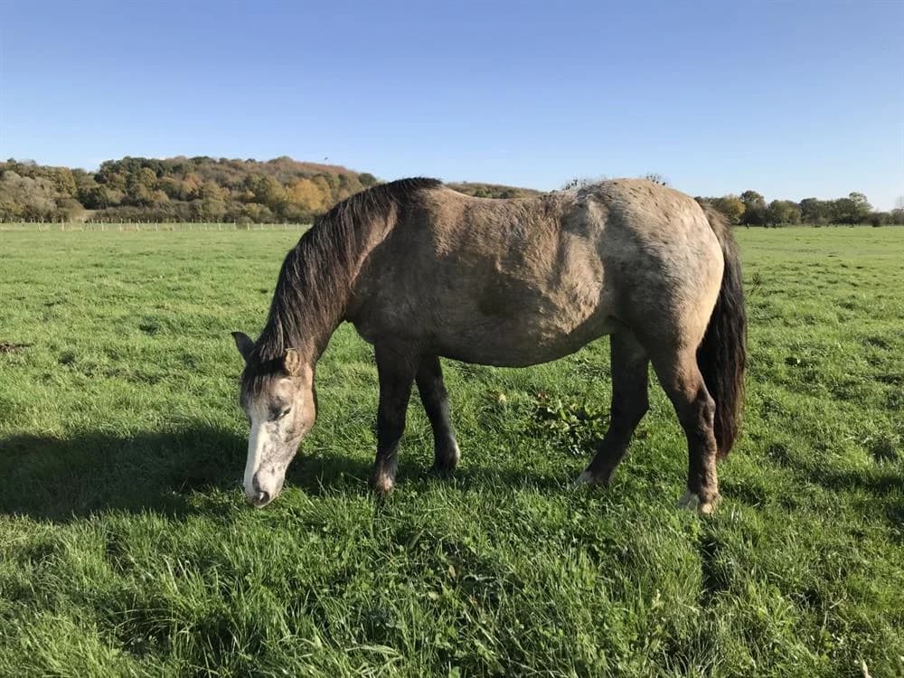 ROLYNNBELLE, female mixed breed for adoption at SPA Grand Refuge de Pervenchères, Pervencheres