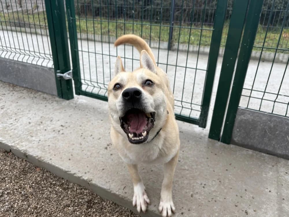 RAPIPOU, male Akita for adoption at Coeur de Flandres), Hazebrouck