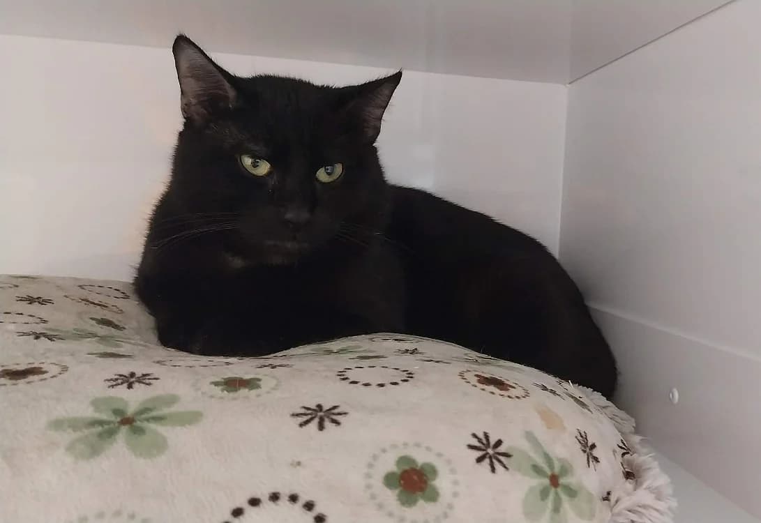 MYSTIC, male mixed breed for adoption at Coeur de Flandres), Hazebrouck