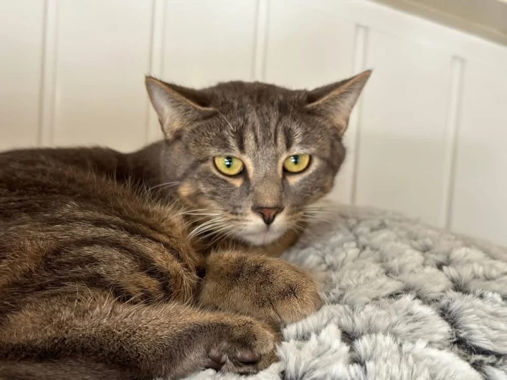 Scampi, male mixed breed for adoption at Coeur de Flandres), Hazebrouck