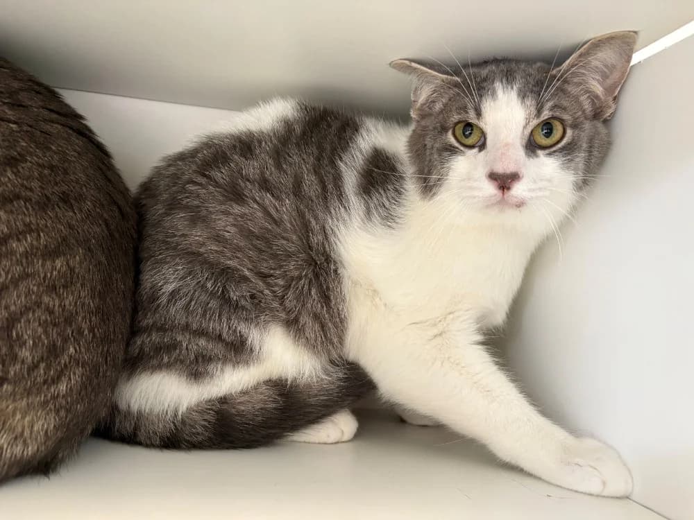 BATMAN, male mixed breed for adoption at Coeur de Flandres), Hazebrouck