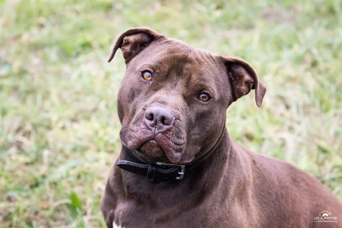 GUCCI, male 4yo Mixed Breed for adoption at Coeur de Flandres), Hazebrouck
