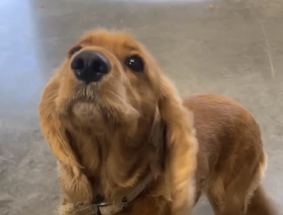 ULKA, female young Cocker Spaniel for adoption at Coeur de Flandres), Hazebrouck