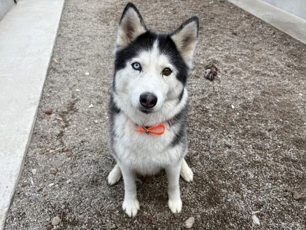 OLYMPE, female 7yo Husky for adoption at Coeur de Flandres), Hazebrouck