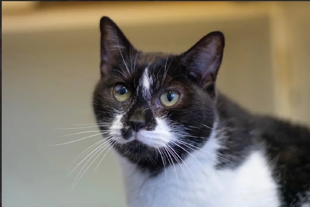 JIMI HENDRIX, male mixed breed for adoption at SPA Vannes, Vannes