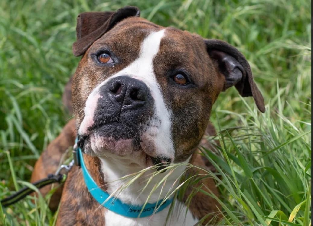 PRESTO, male 7yo American Staffordshire Terrier for adoption at SPA Vannes, Vannes