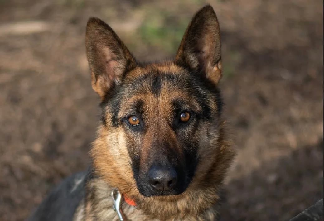 DIXY, female German Shepherd for adoption at SPA Vannes, Vannes