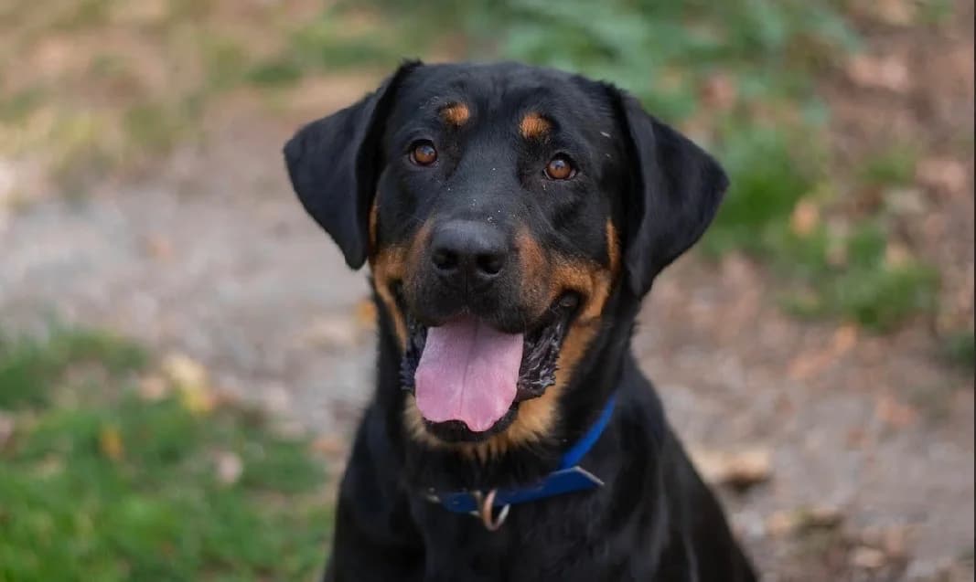 ASTON, male Mixed Breed for adoption at SPA Vannes, Vannes