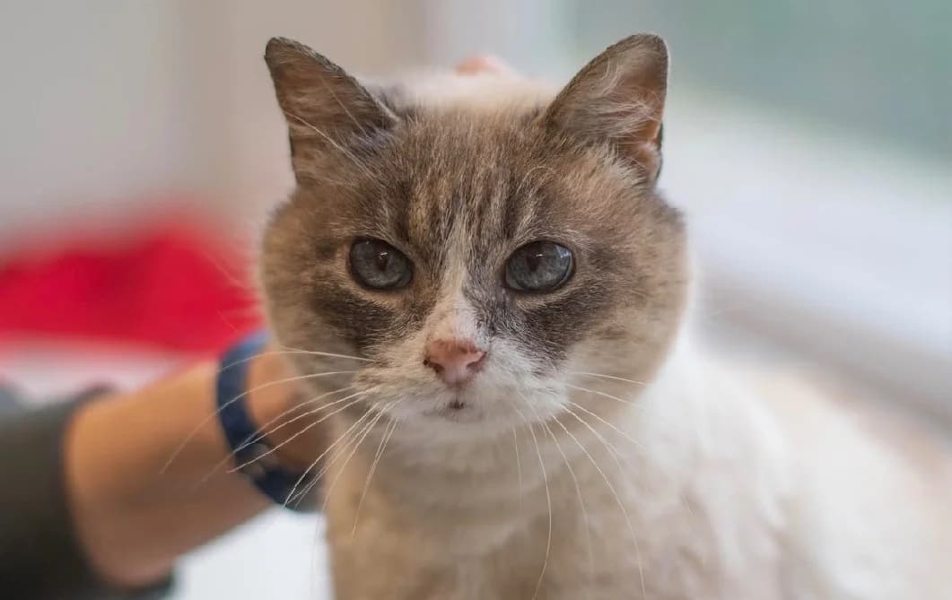 KOUMA, female Siamese for adoption at SPA Vannes, Vannes