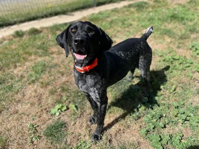 ZERBINO, male 6yo Pointer for adoption at SPA Vannes, Vannes