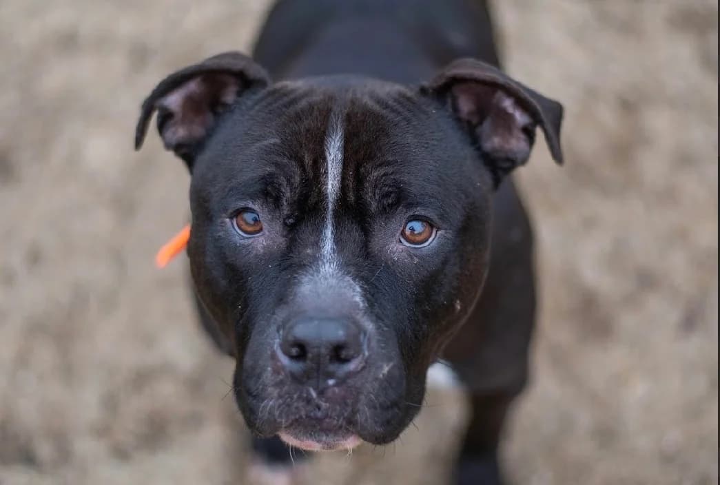 TYRON dit T-Rex, male American Staffordshire Terrier for adoption at SPA Vannes, Vannes