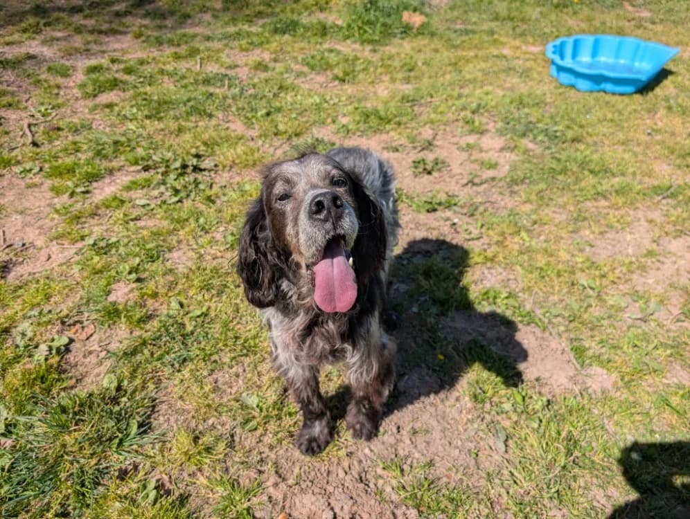 GAROU, male English Setter for adoption at SPA Vannes, Vannes