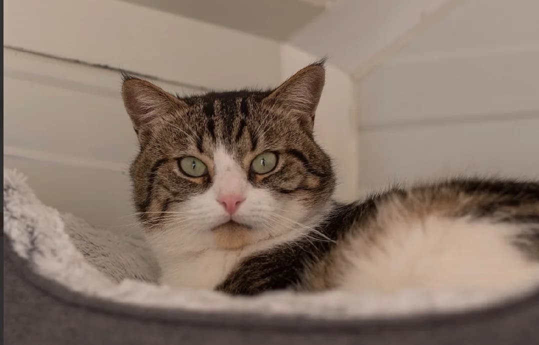 CATNAP, male mixed breed for adoption at SPA Vannes, Vannes