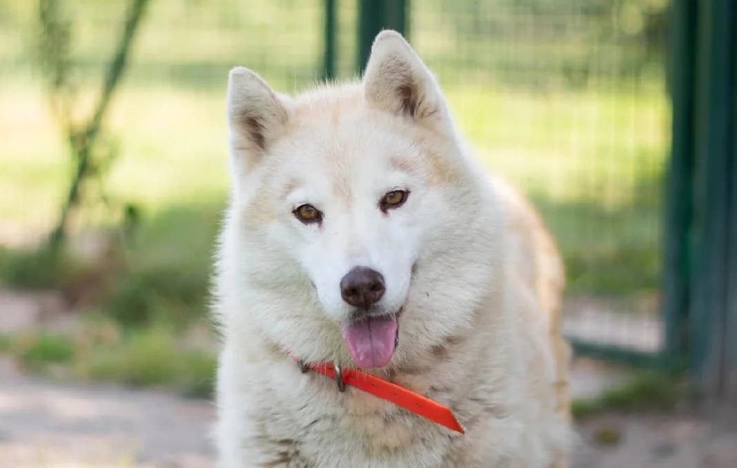 MYSTIK, female senior Husky for adoption at SPA Vannes, Vannes