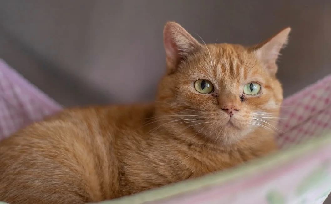 CHAMANE, male mixed breed for adoption at SPA Vannes, Vannes