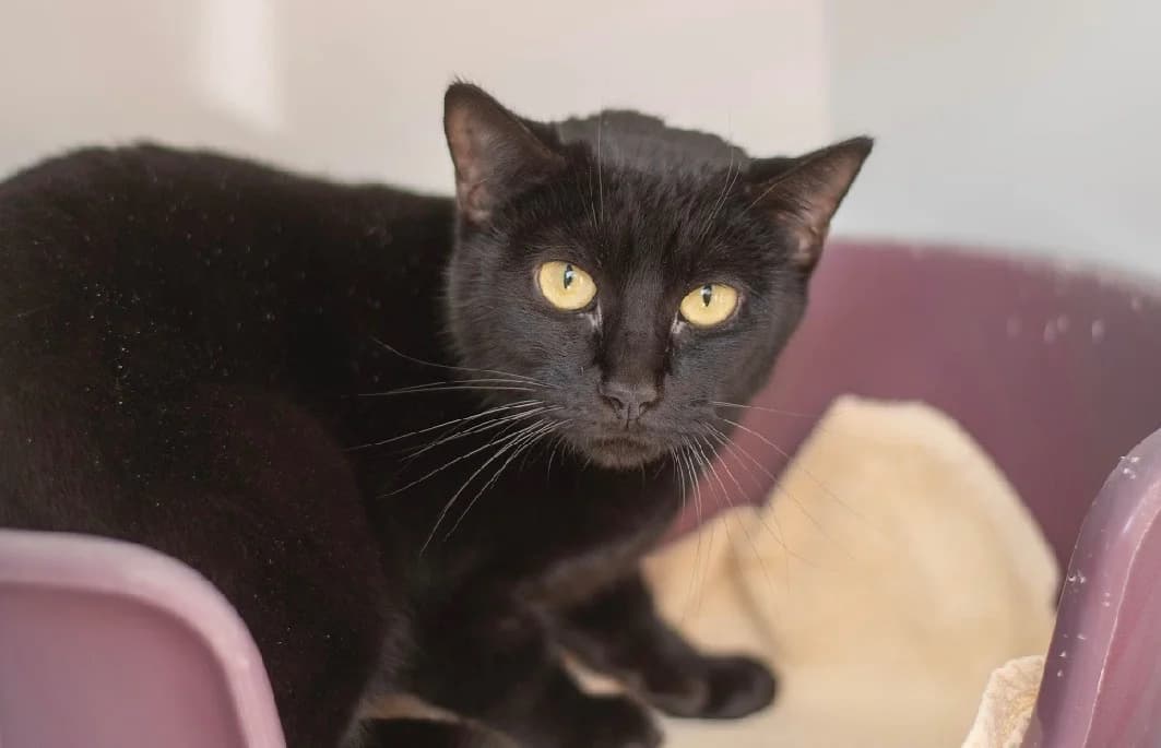 TADAM, female mixed breed for adoption at SPA Vannes, Vannes