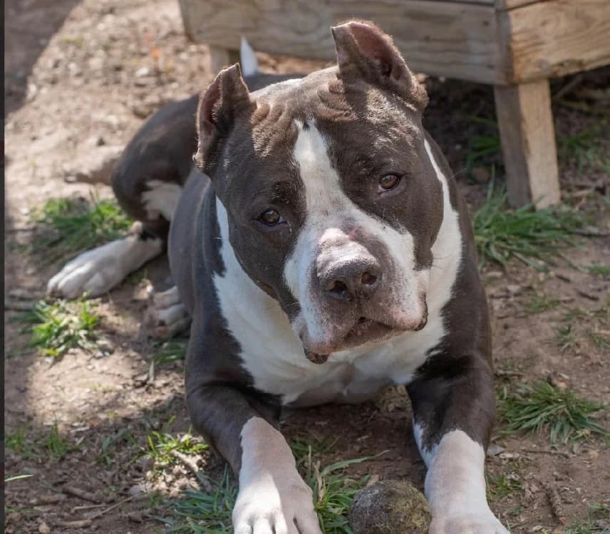 NITRO, male Bull Terrier for adoption at SPA Vannes, Vannes