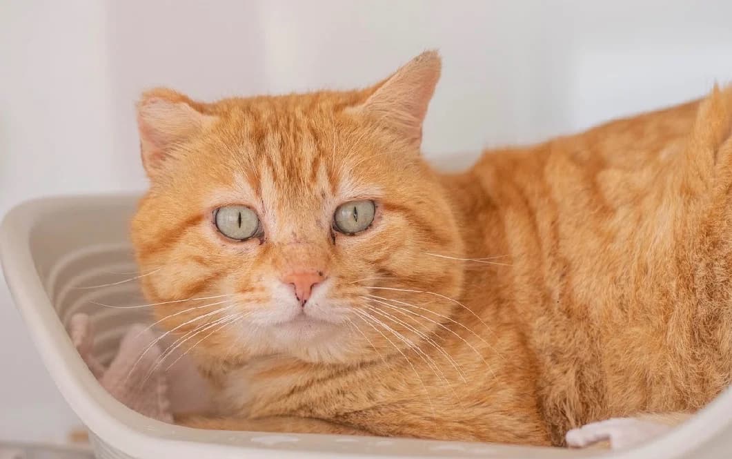 FLAMBY, male mixed breed for adoption at SPA Vannes, Vannes