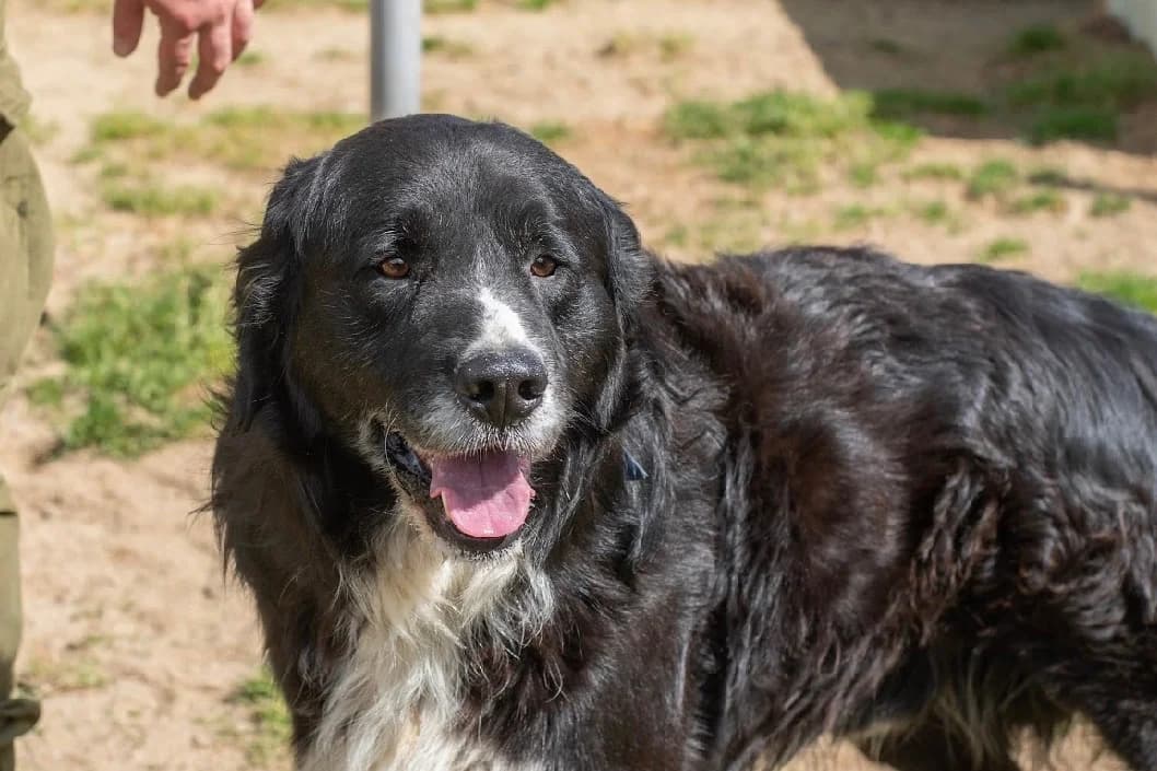 PACH, male Bernese Mountain Dog for adoption at SPA Vannes, Vannes