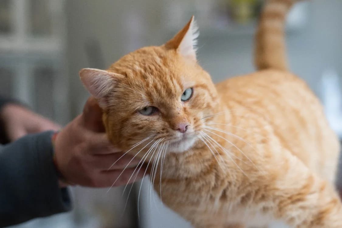 Salamèche, male mixed breed for adoption at SPA Vannes, Vannes