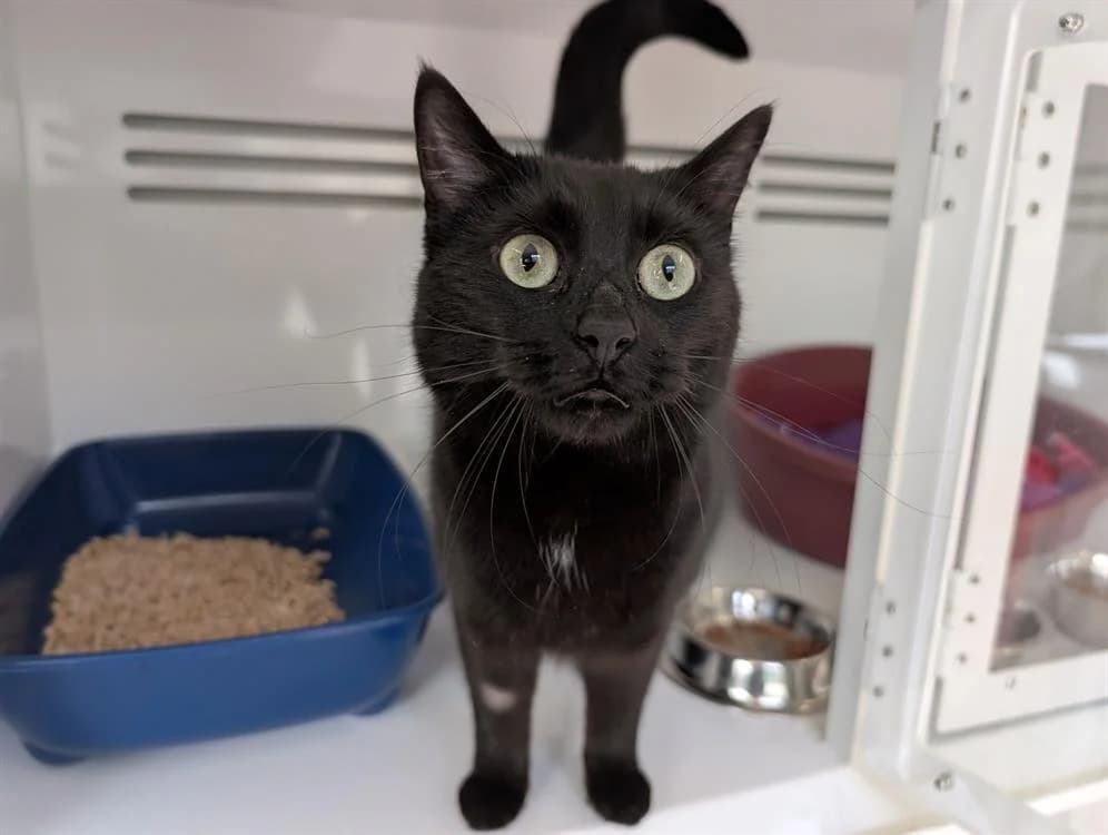 MINUIT, female mixed breed for adoption at SPA Vannes, Vannes