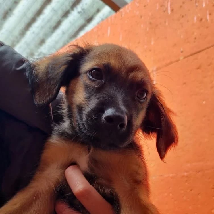Macaron, male Labrador Retriever for adoption at SPA Vannes, Vannes