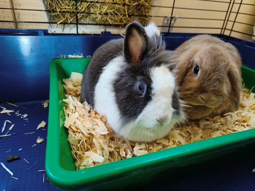 MYOSOTIS, female mixed breed for adoption at SPA Vannes, Vannes