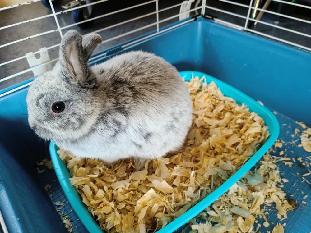 IRIS, female mixed breed for adoption at SPA Vannes, Vannes