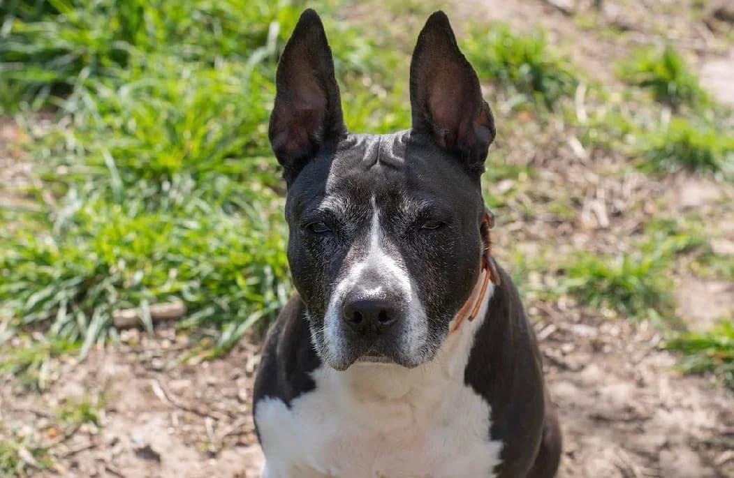 DINA, female senior Mixed Breed for adoption at SPA Vannes, Vannes