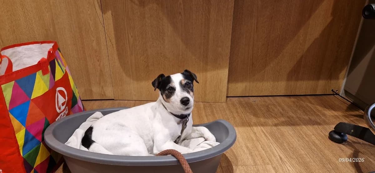 MISSY, female senior Jack Russell Terrier for adoption at Maison SPA), Ajaccio