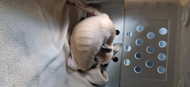 GROOTY, male senior Chihuahua for adoption at Maison SPA), Ajaccio